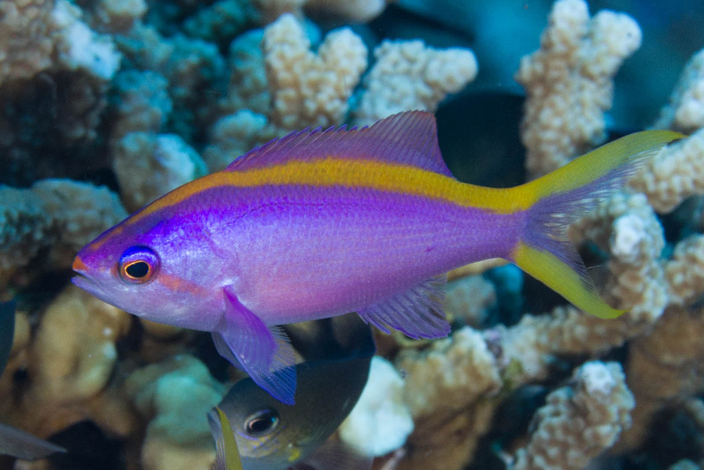 Purple Queenfish