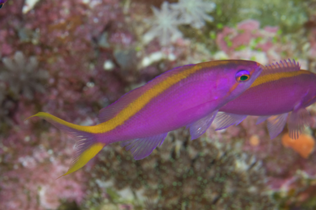 Purple Queenfish