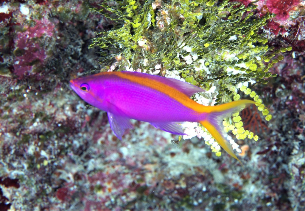 Purple Queenfish