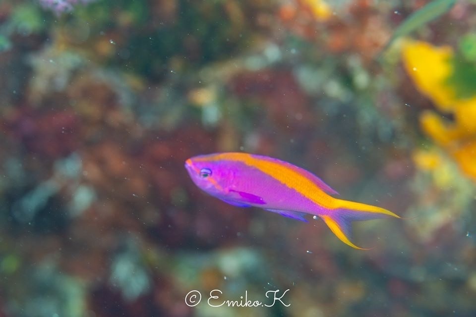 Purple Queenfish