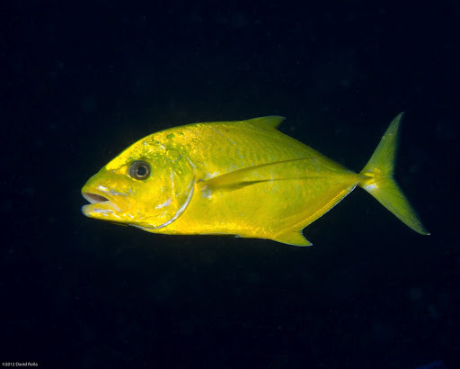 Orange-spotted Trevally