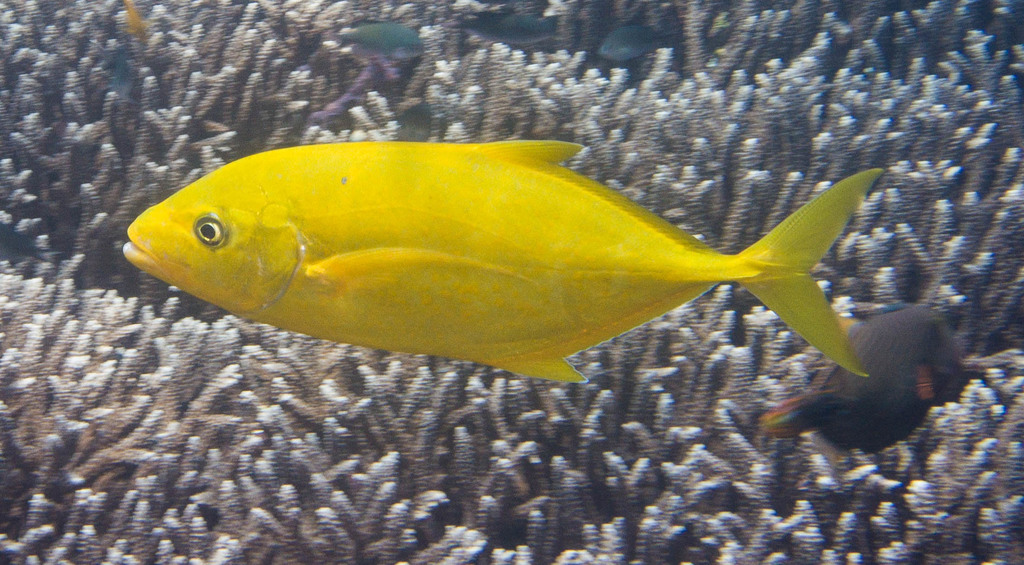 Orange-spotted Trevally
