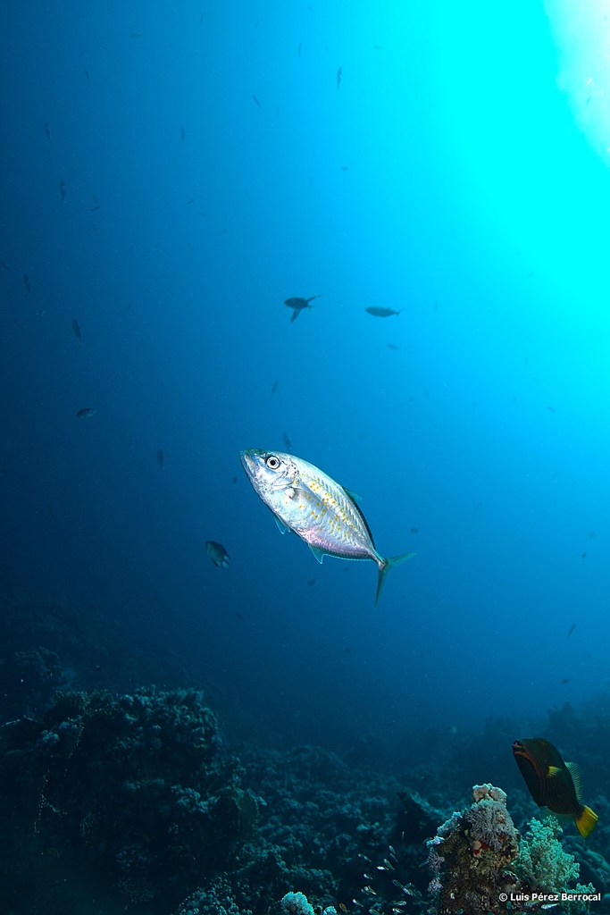 Orange-spotted Trevally