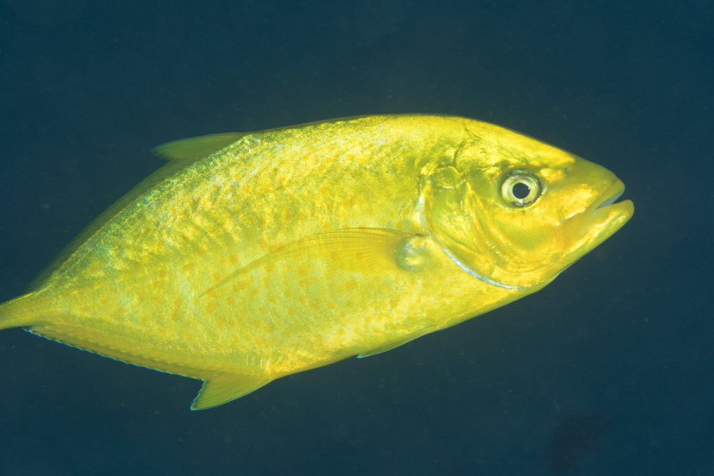 Orange-spotted Trevally