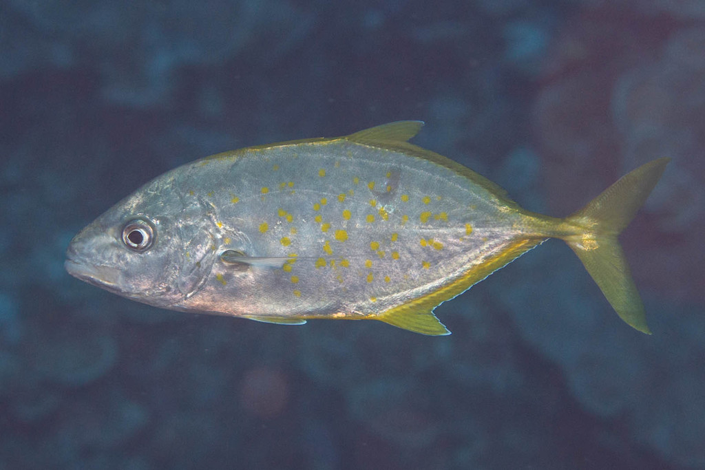 Orange-spotted Trevally