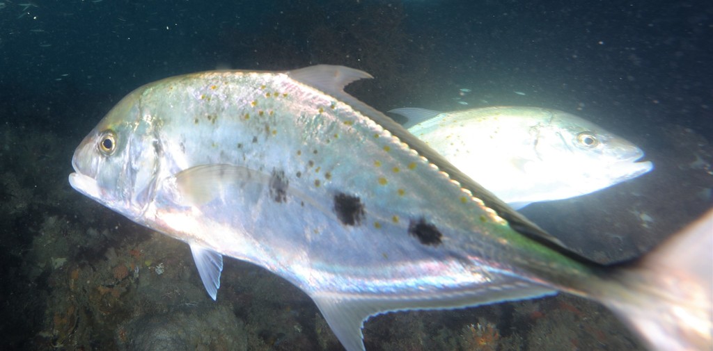Yellow Spotted Trevally