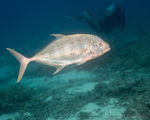 Yellow Spotted Trevally