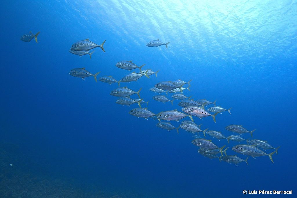 Yellow Spotted Trevally