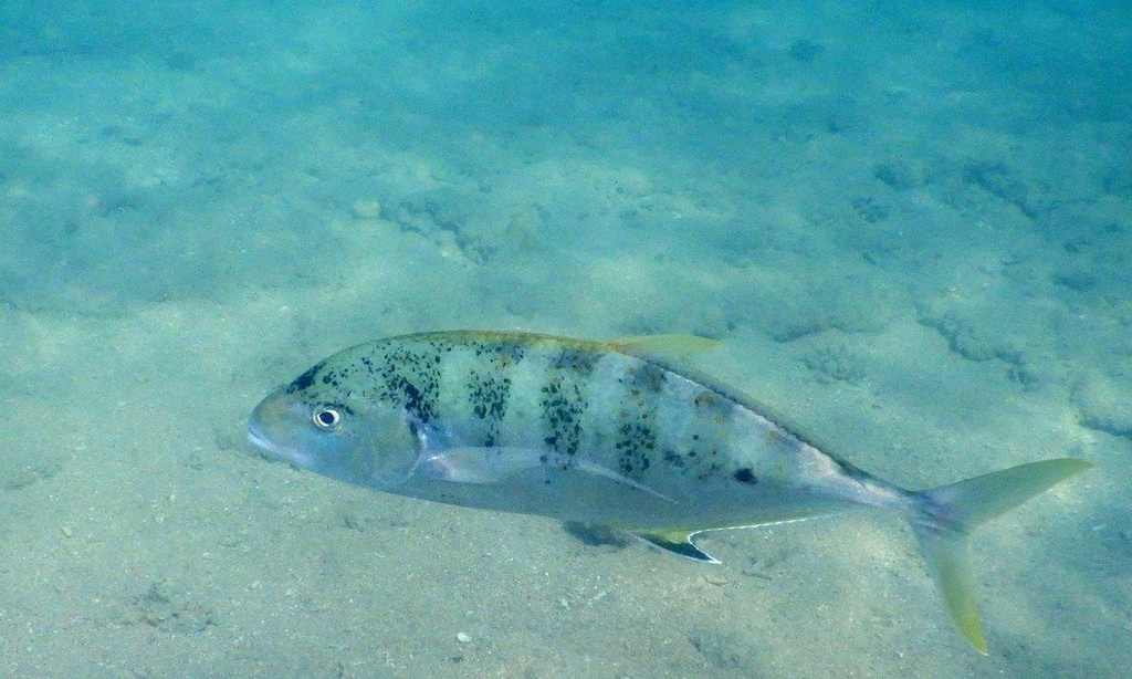 Yellow Spotted Trevally