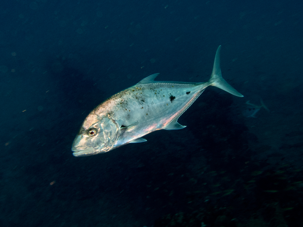 Yellow Spotted Trevally
