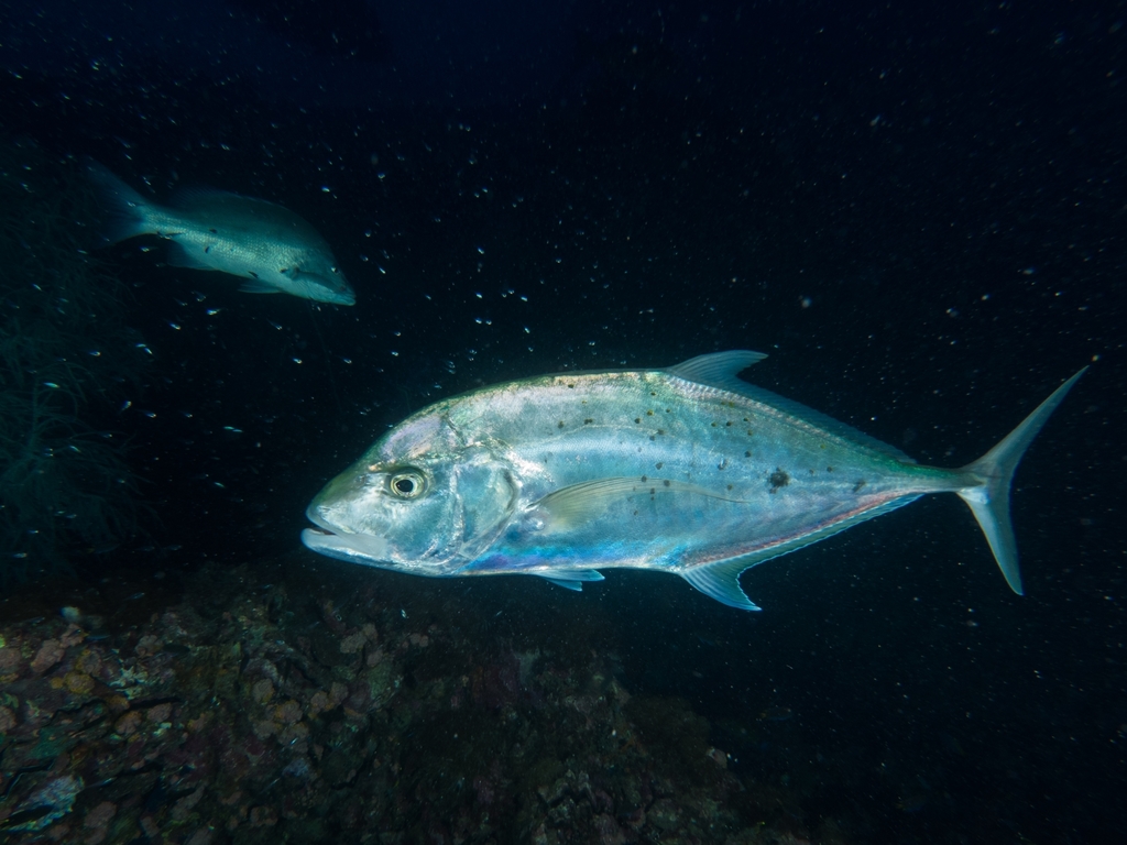 Yellow Spotted Trevally