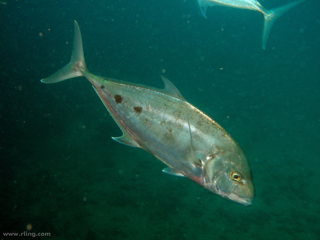Yellow Spotted Trevally