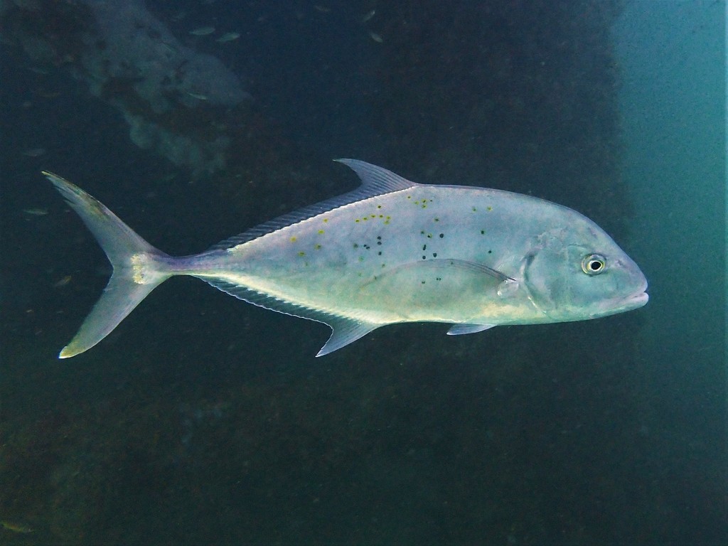 Yellow Spotted Trevally