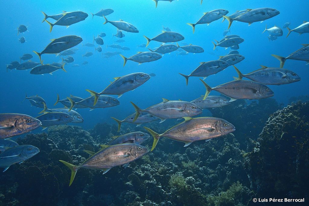 Yellow Spotted Trevally