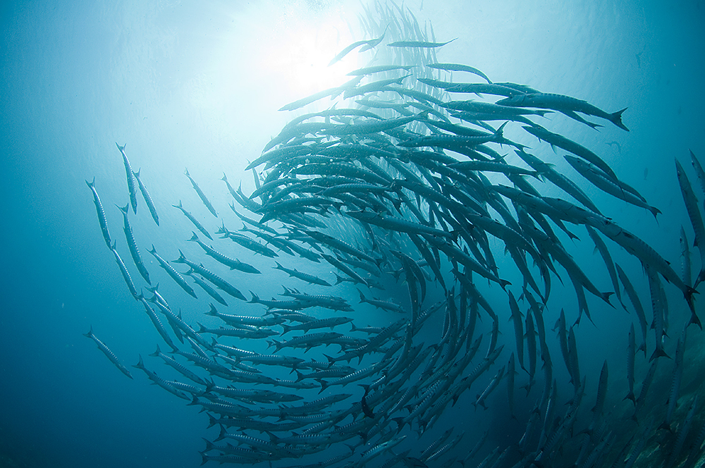 Blackfin Barracuda