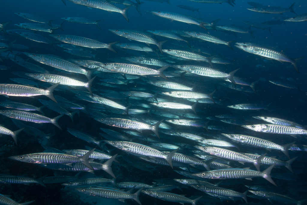 Blackfin Barracuda
