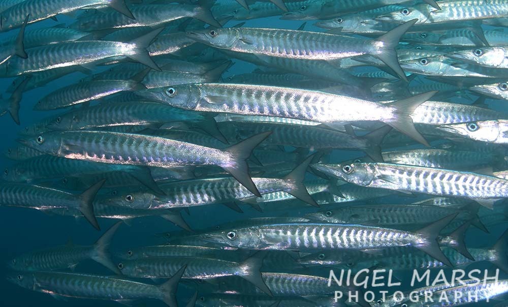 Blackfin Barracuda