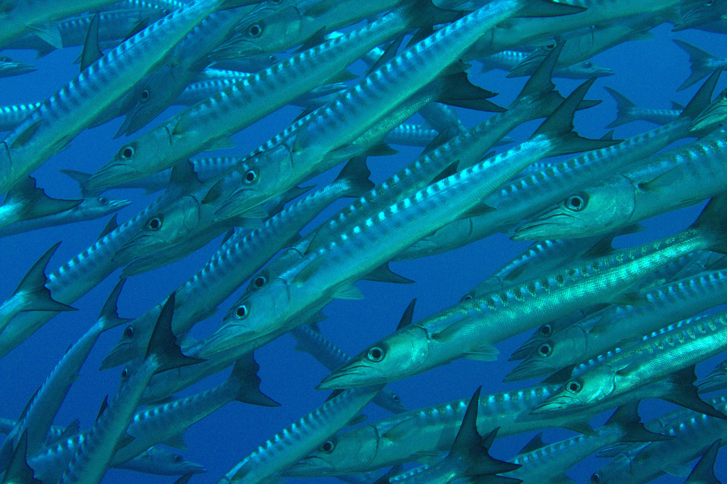 Blackfin Barracuda