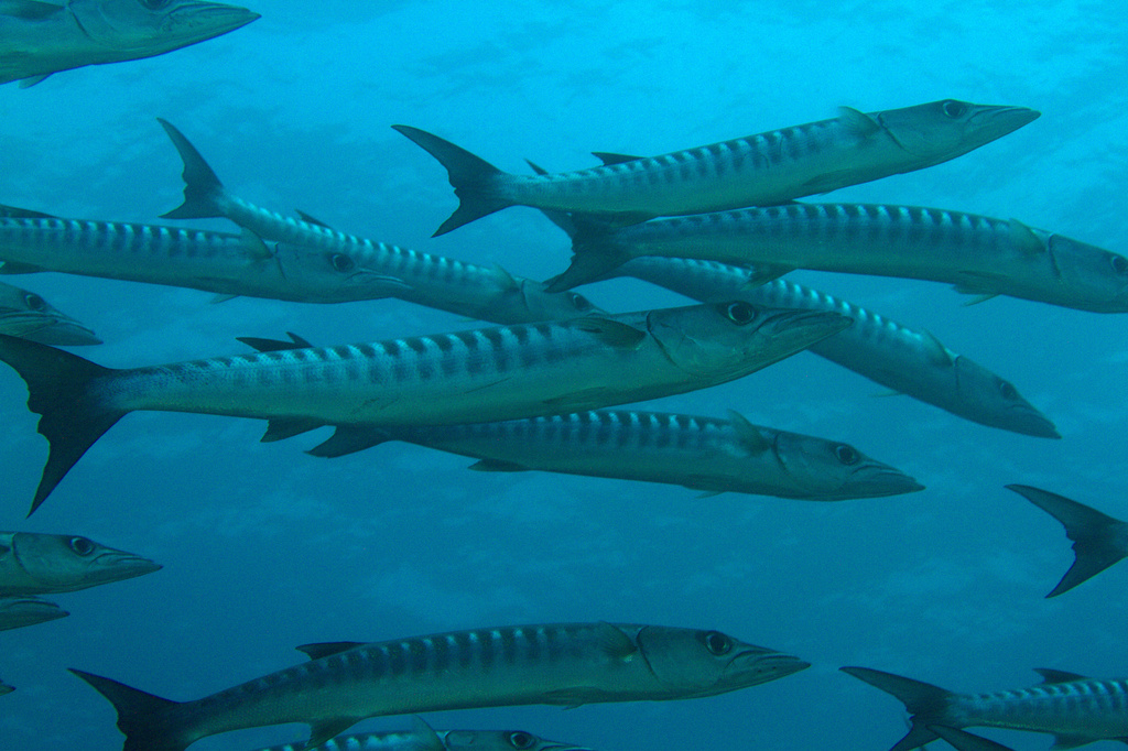 Blackfin Barracuda