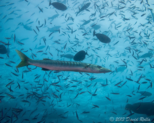 Blackfin Barracuda