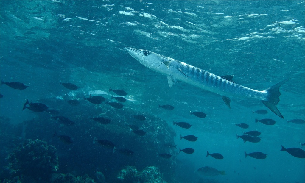 Blackfin Barracuda