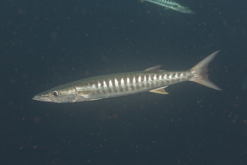 Blackfin Barracuda