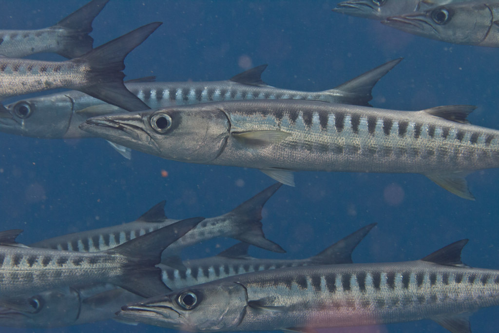 Blackfin Barracuda