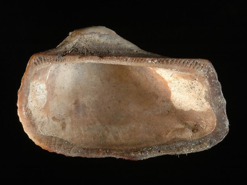 Four-sided Ark