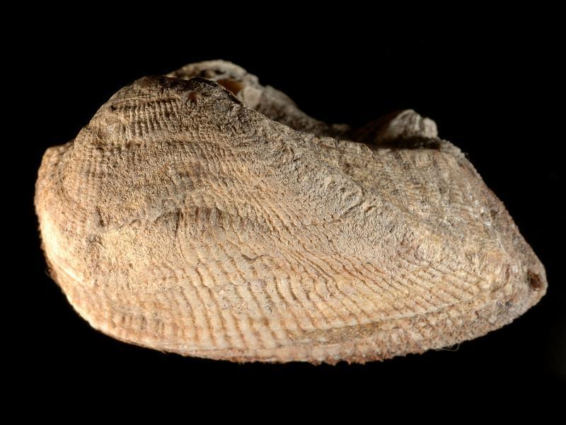 Four-sided Ark