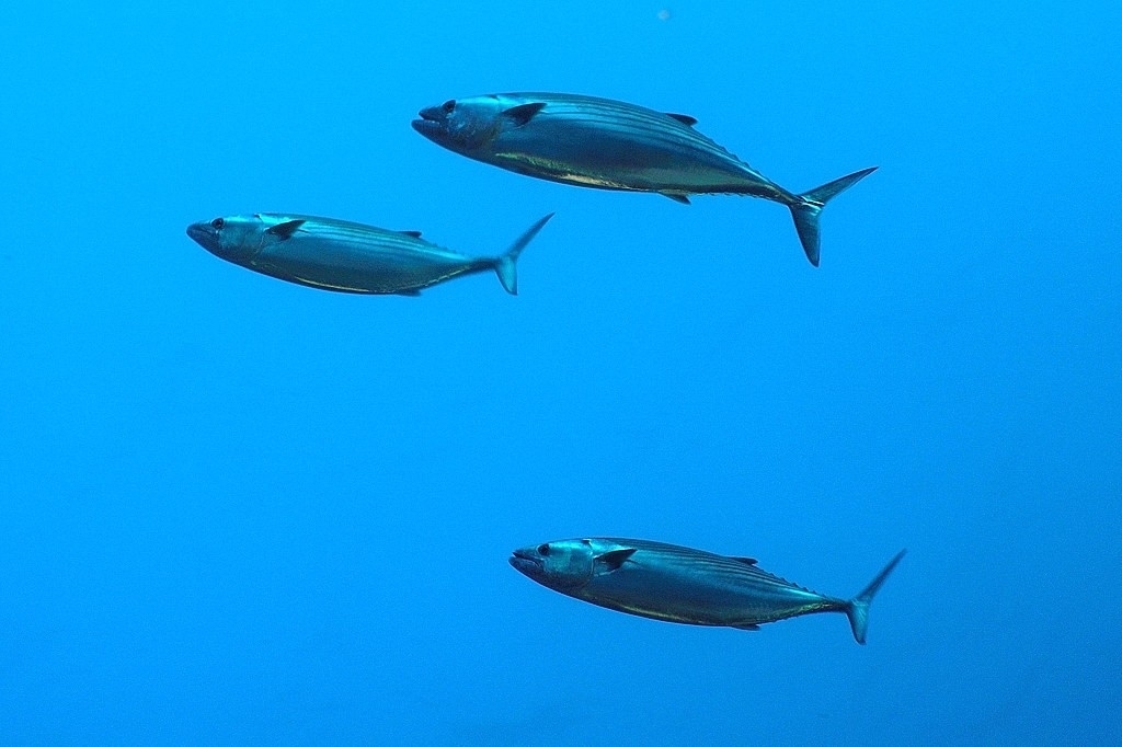 Atlantic Bonito