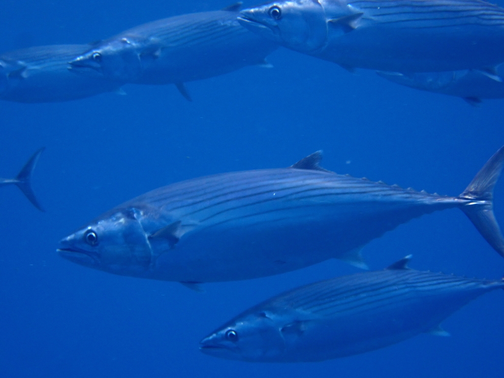Atlantic Bonito
