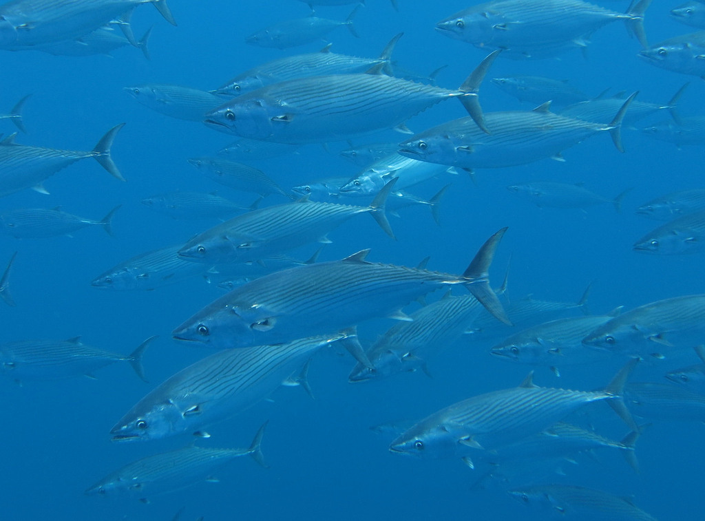 Atlantic Bonito