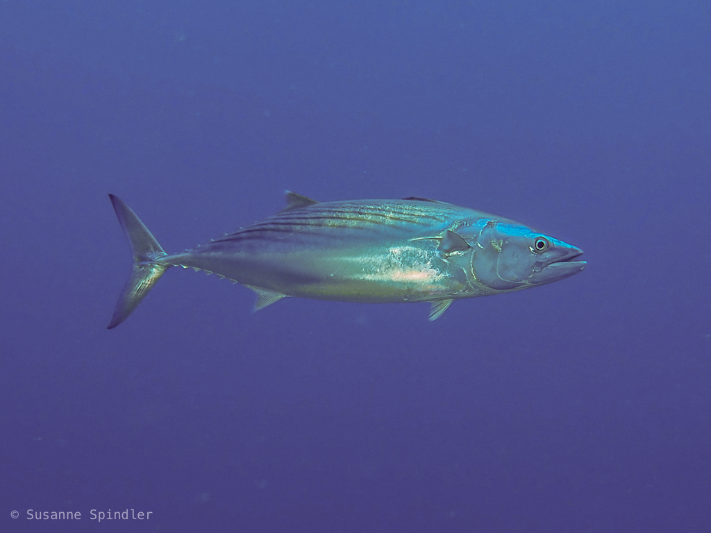 Atlantic Bonito