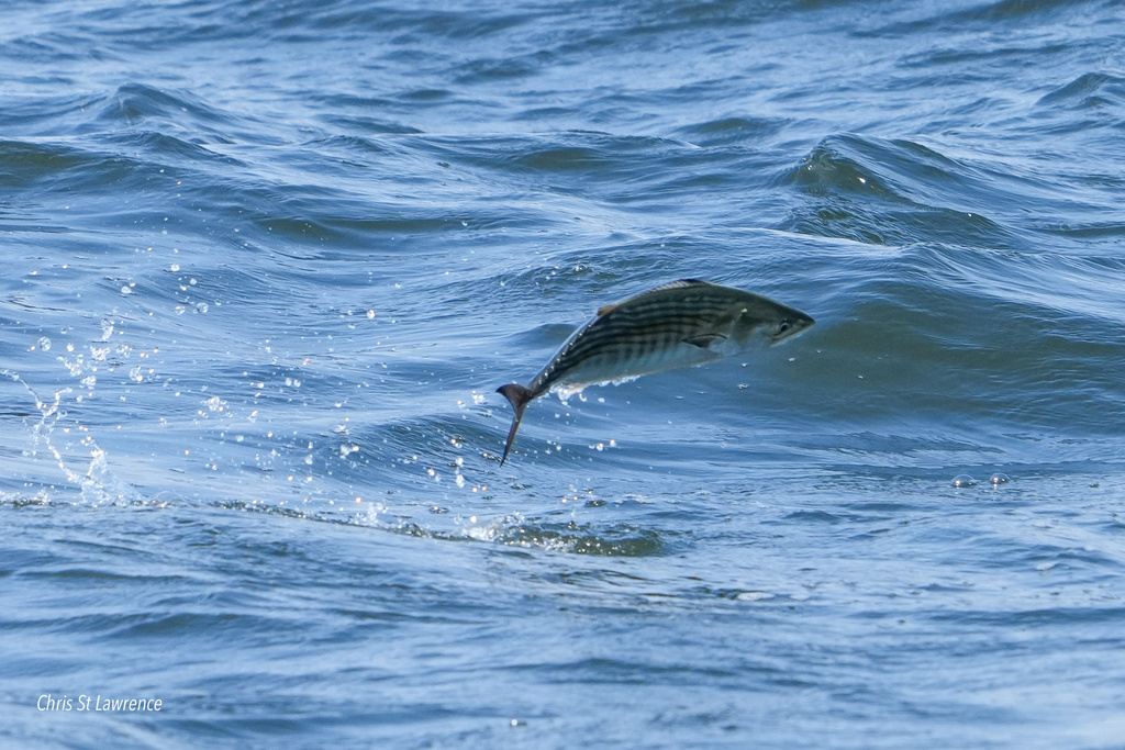 Atlantic Bonito