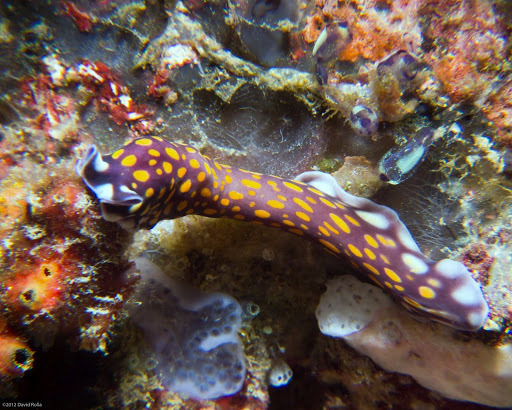 Linda's Flatworm
