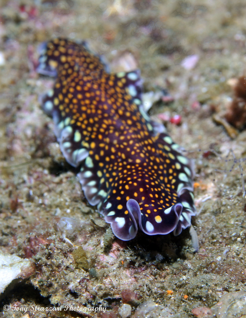 Linda's Flatworm