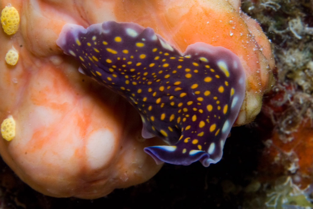 Linda's Flatworm