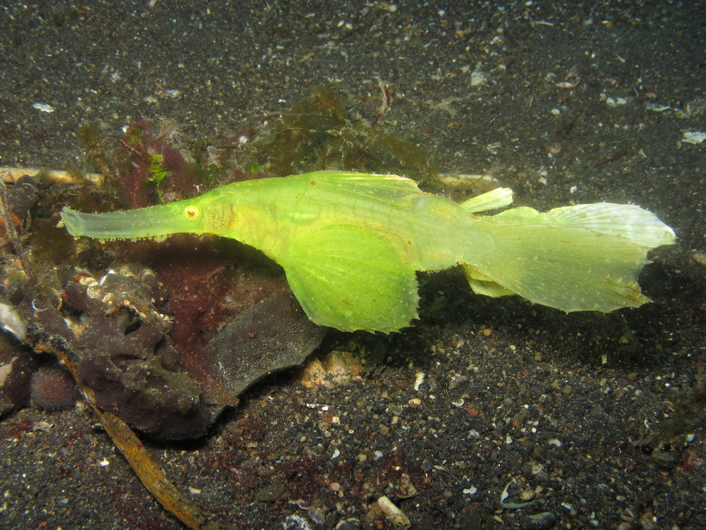 Robust Ghostpipefish