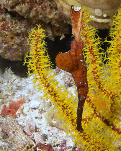 Robust Ghostpipefish
