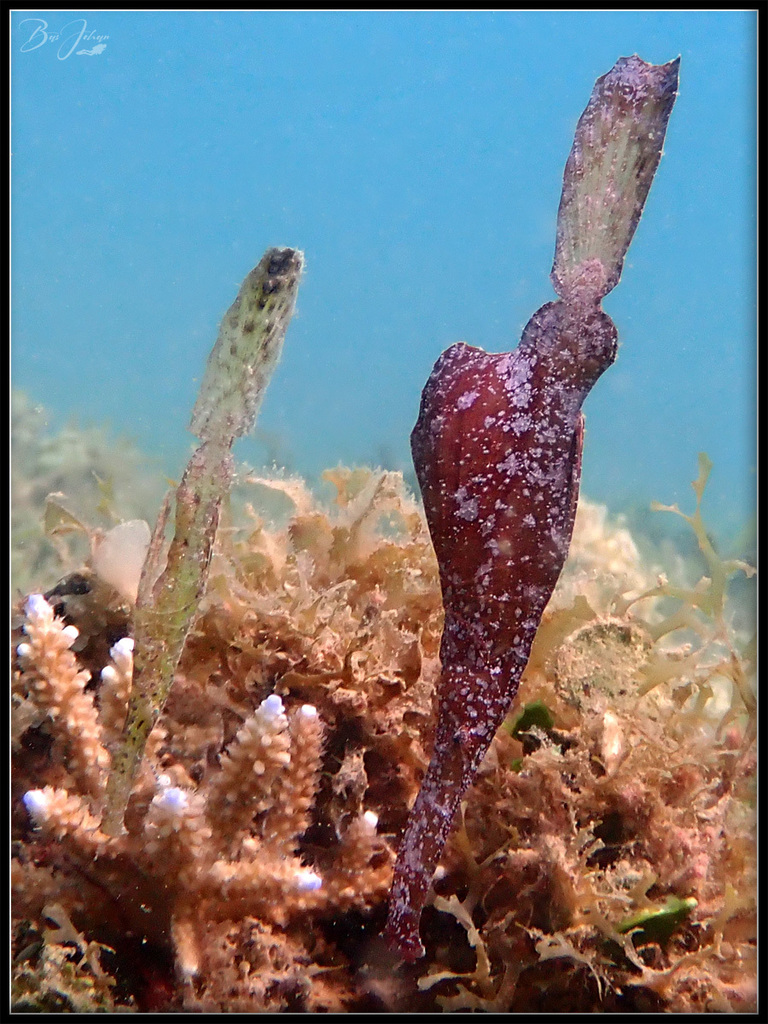 Robust Ghostpipefish