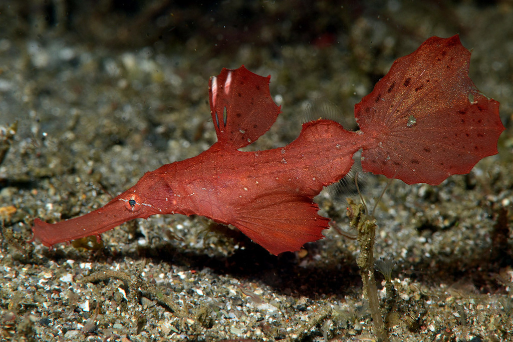 Robust Ghostpipefish