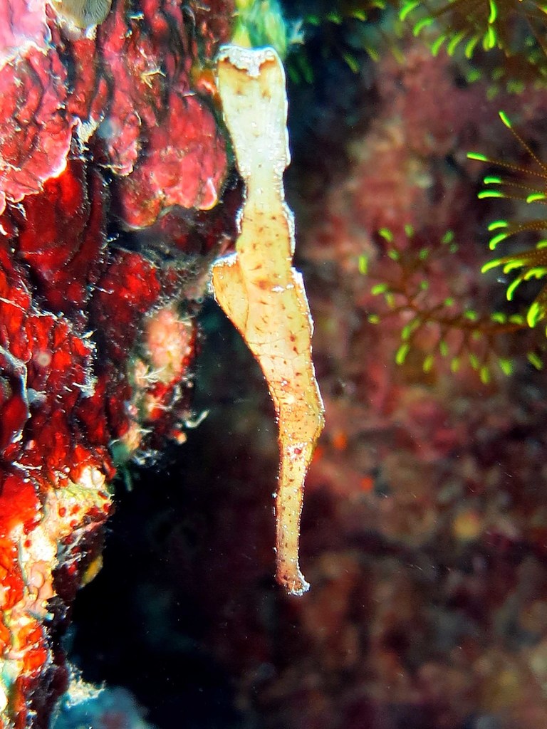 Robust Ghostpipefish