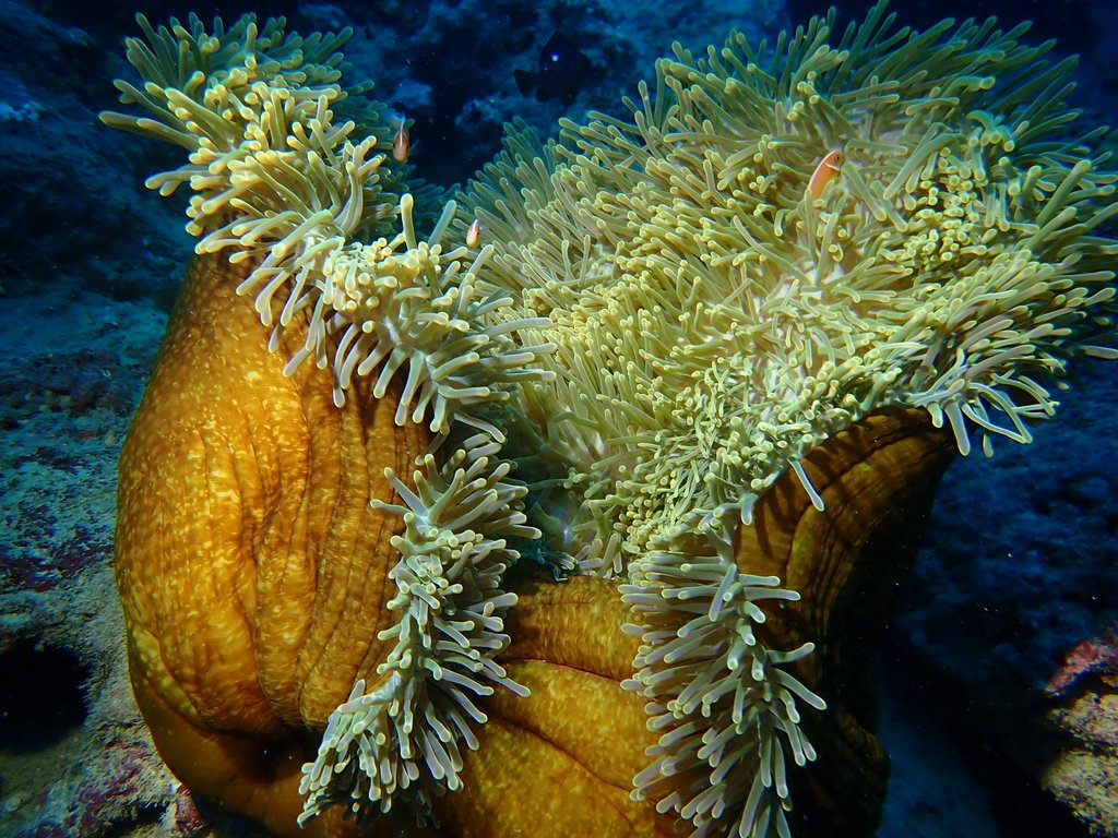 Magnificent Sea Anemone