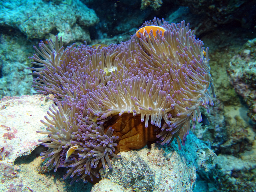 Magnificent Sea Anemone