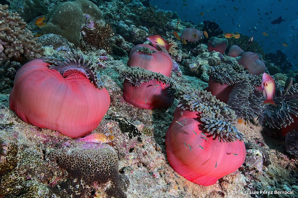 Magnificent Sea Anemone