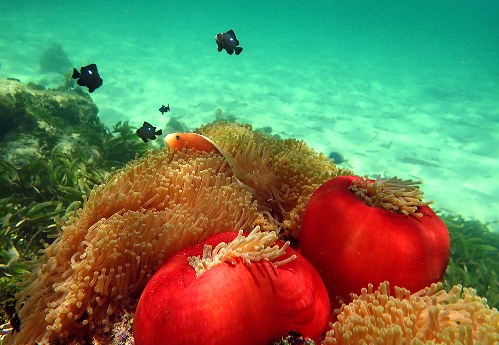 Magnificent Sea Anemone