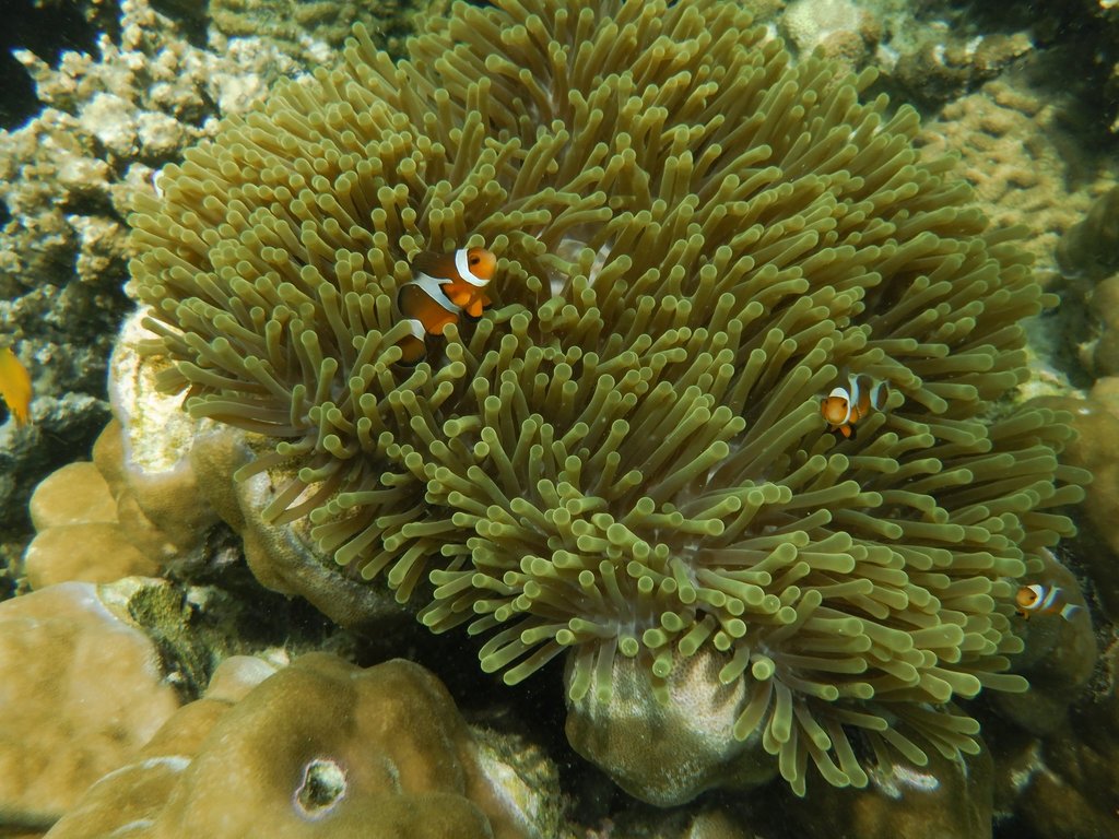 Magnificent Sea Anemone
