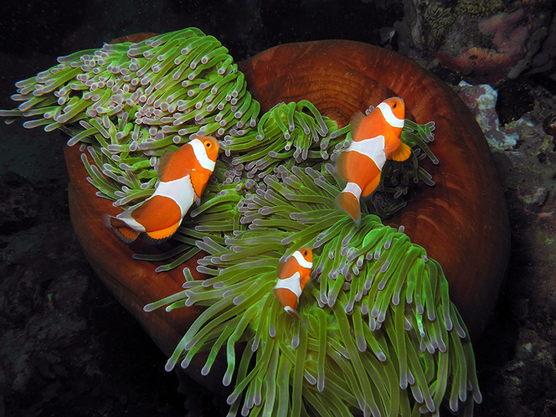 Magnificent Sea Anemone