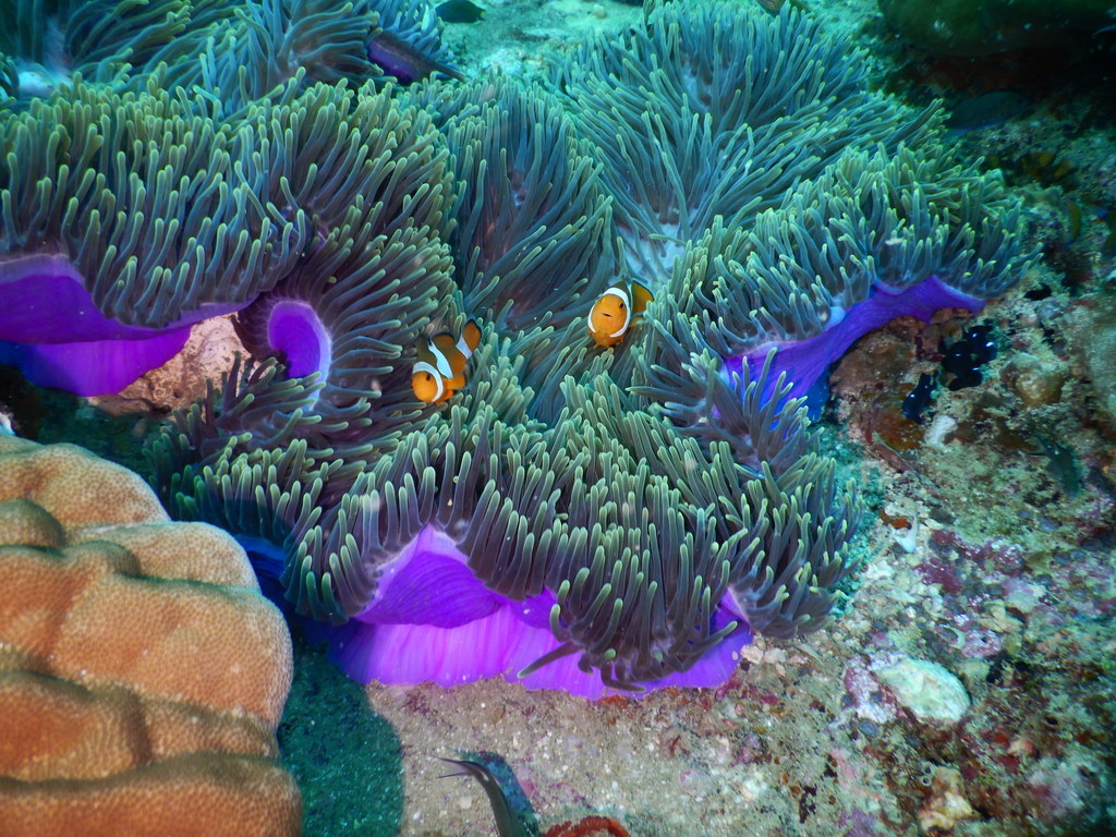 Magnificent Sea Anemone