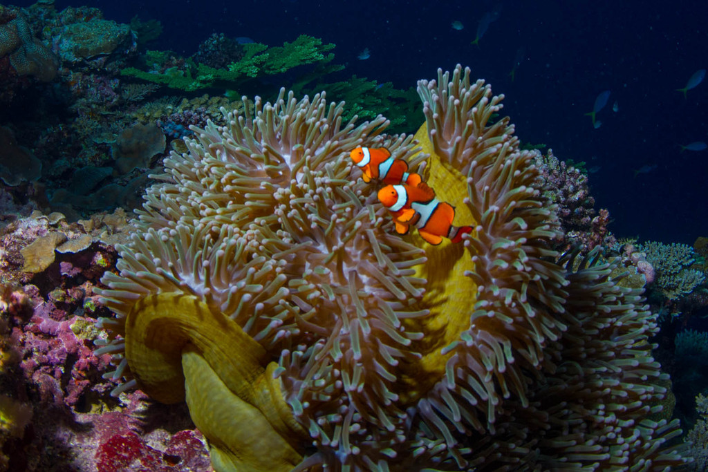 Magnificent Sea Anemone